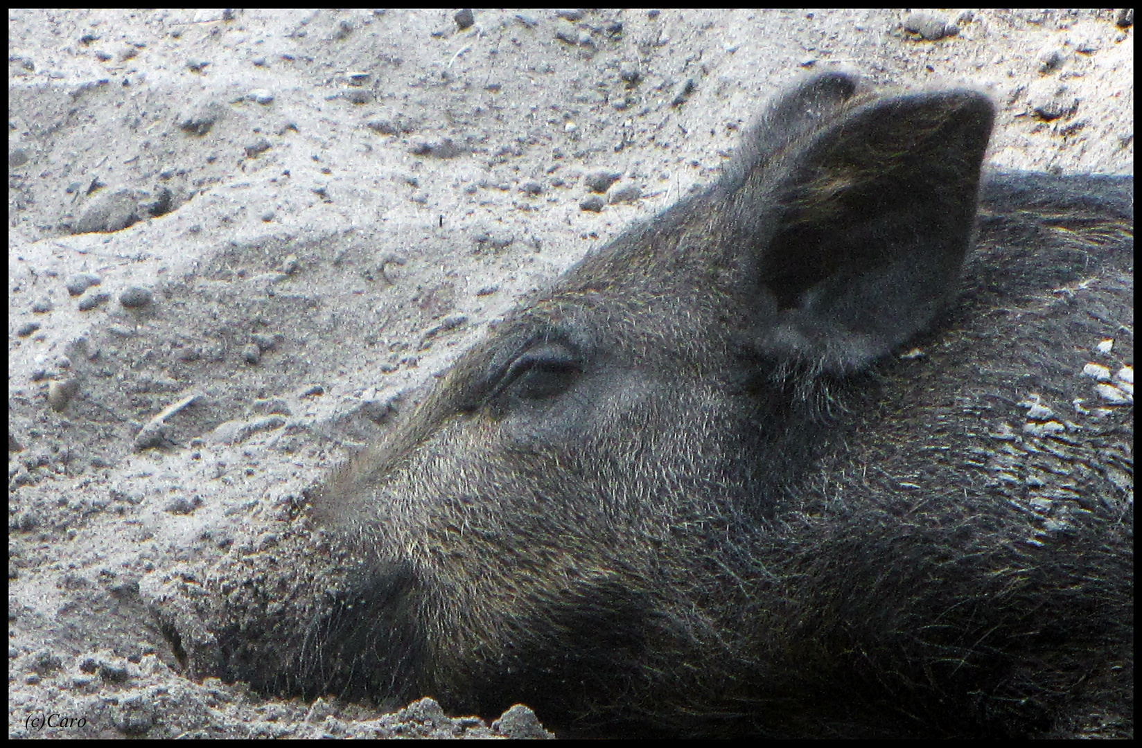 Wildschwein Nachwuchs