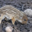 Wildschwein Nachwuchs im Wildfreigehege Saerbeck