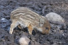 Wildschwein Nachwuchs im Wildfreigehege Saerbeck