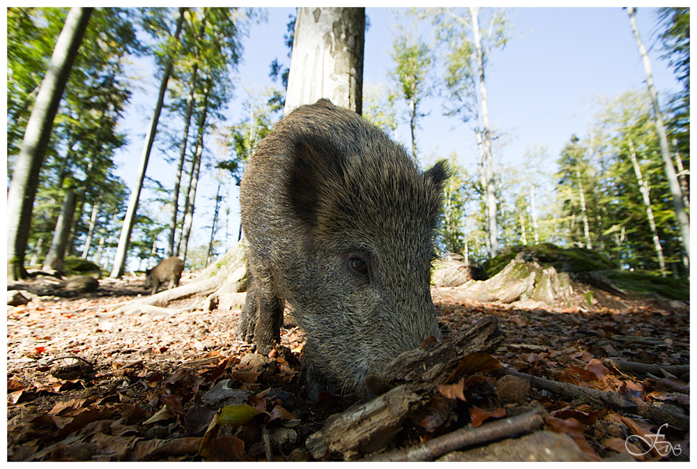 Wildschwein nah erleben