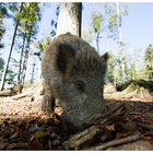 Wildschwein nah erleben