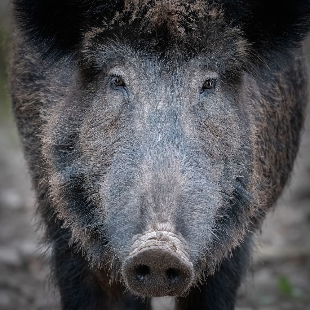 Wildschwein-Portrait