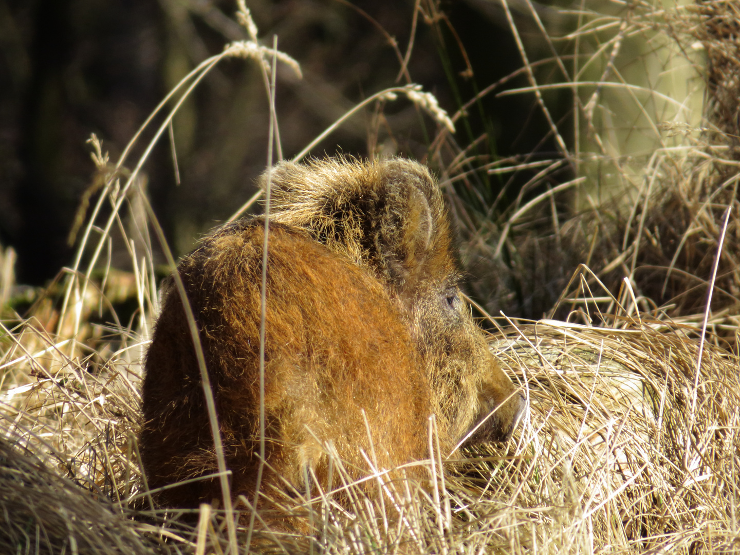 Wildschwein Punk