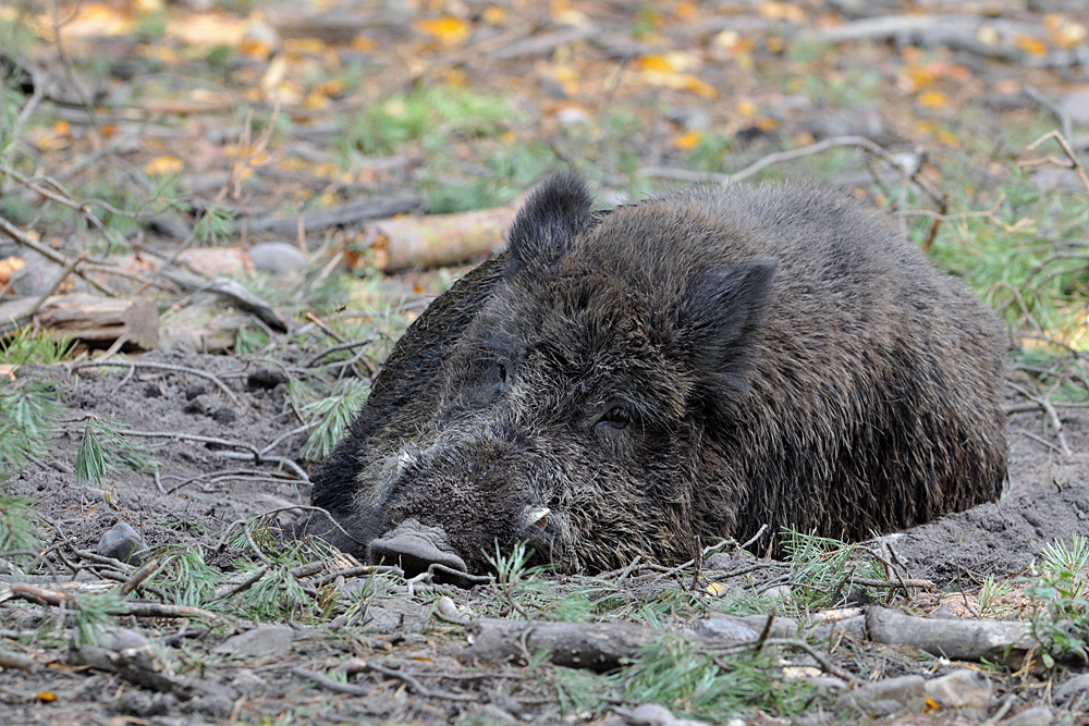 Wildschwein – Ruhe