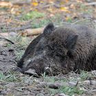 Wildschwein – Ruhe