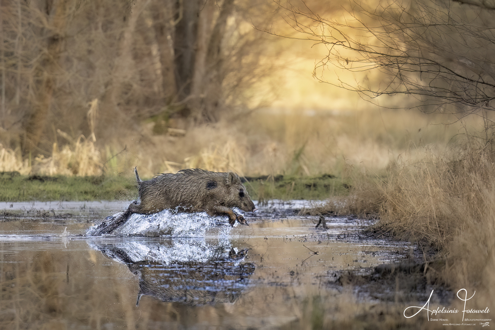 Wildschwein - Schecke.