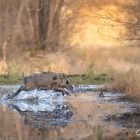 Wildschwein - Schecke.