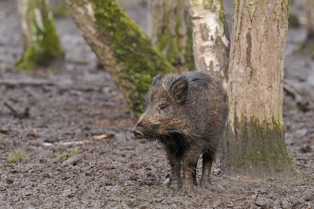 Wildschwein – Schlammfüße