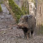 Wildschwein – Schlammfüße