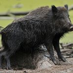 Wildschwein - Schwarten - Schubbern