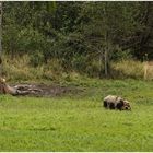 Wildschwein :: schwarz-weiß