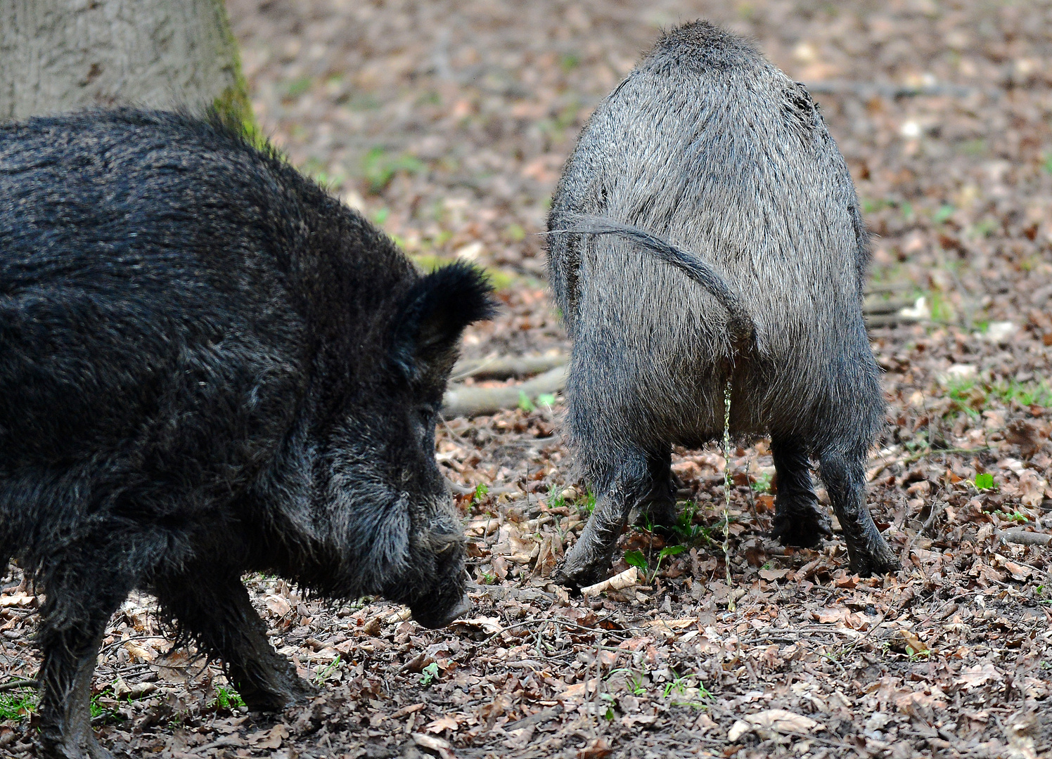 Wildschwein Schwarzwild