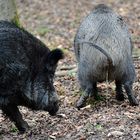 Wildschwein Schwarzwild