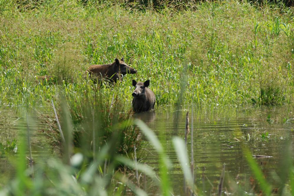 Wildschwein - Sommer - Badespaß