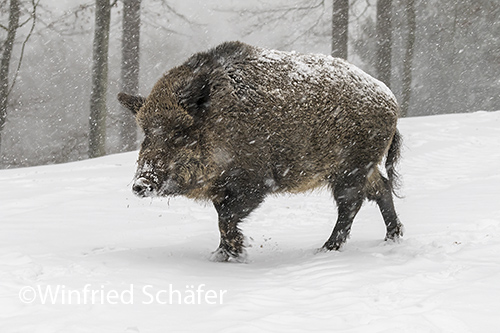 Wildschwein (Sus scrofa) 0214