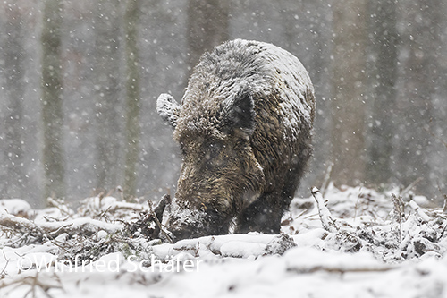 Wildschwein (Sus scrofa) 0567