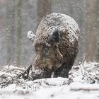 Wildschwein (Sus scrofa) 0567