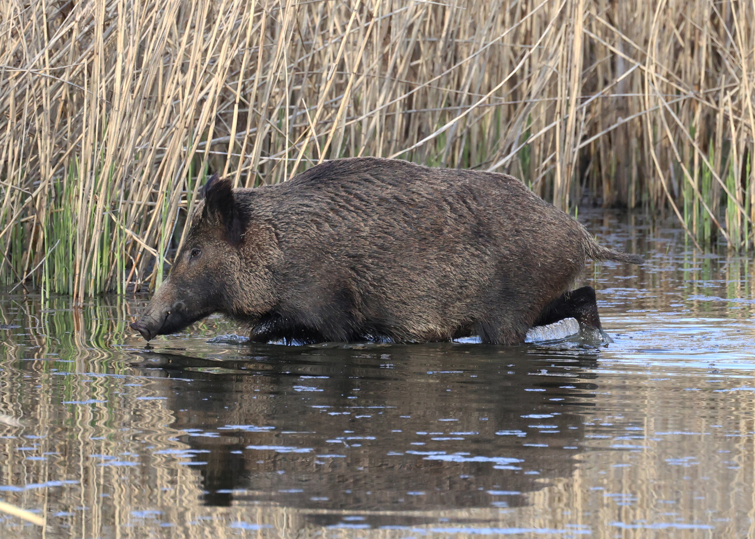 Wildschwein  (Sus scrofa)