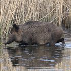 Wildschwein  (Sus scrofa)