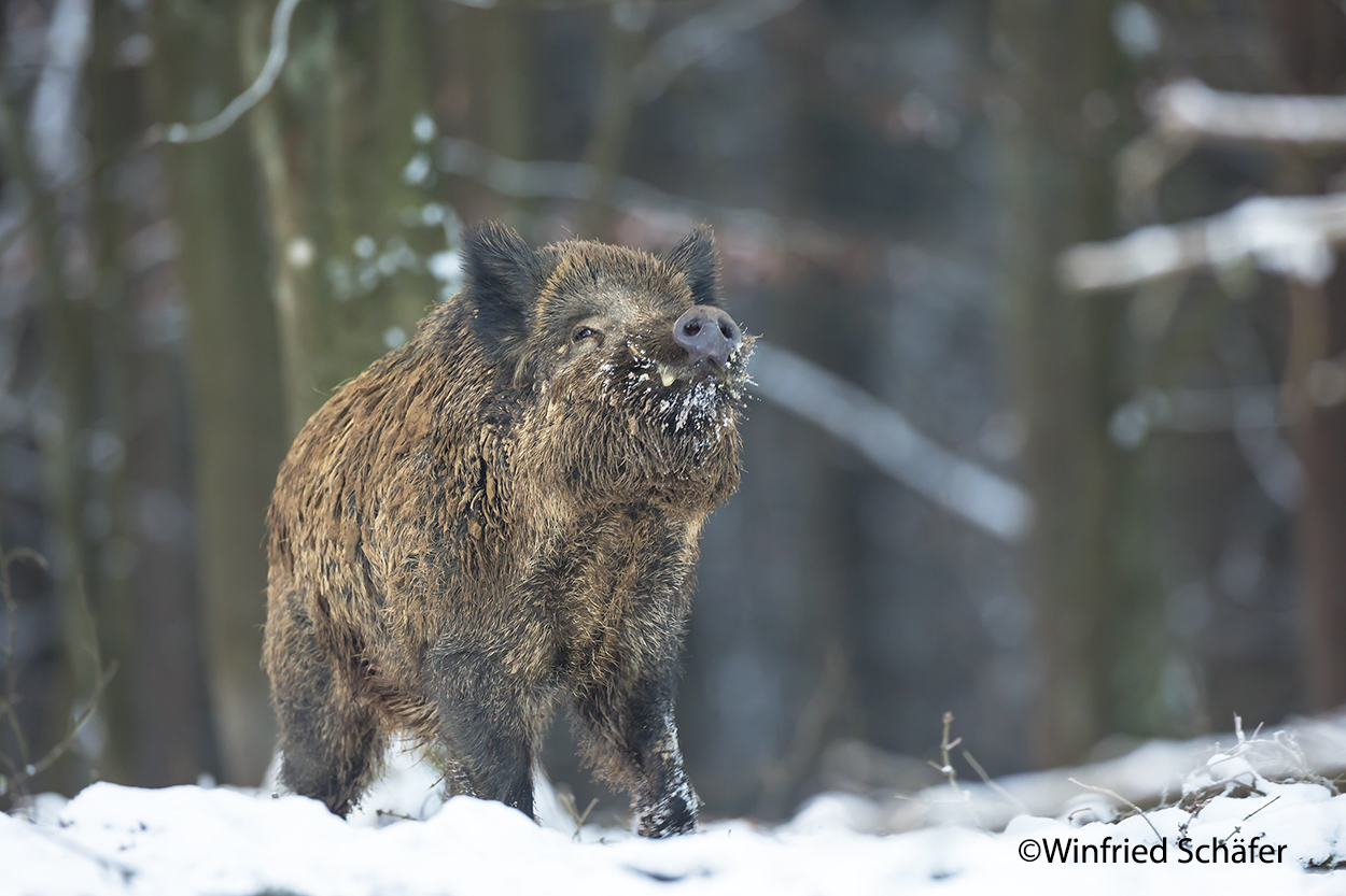 Wildschwein (Sus scrofa) 8816