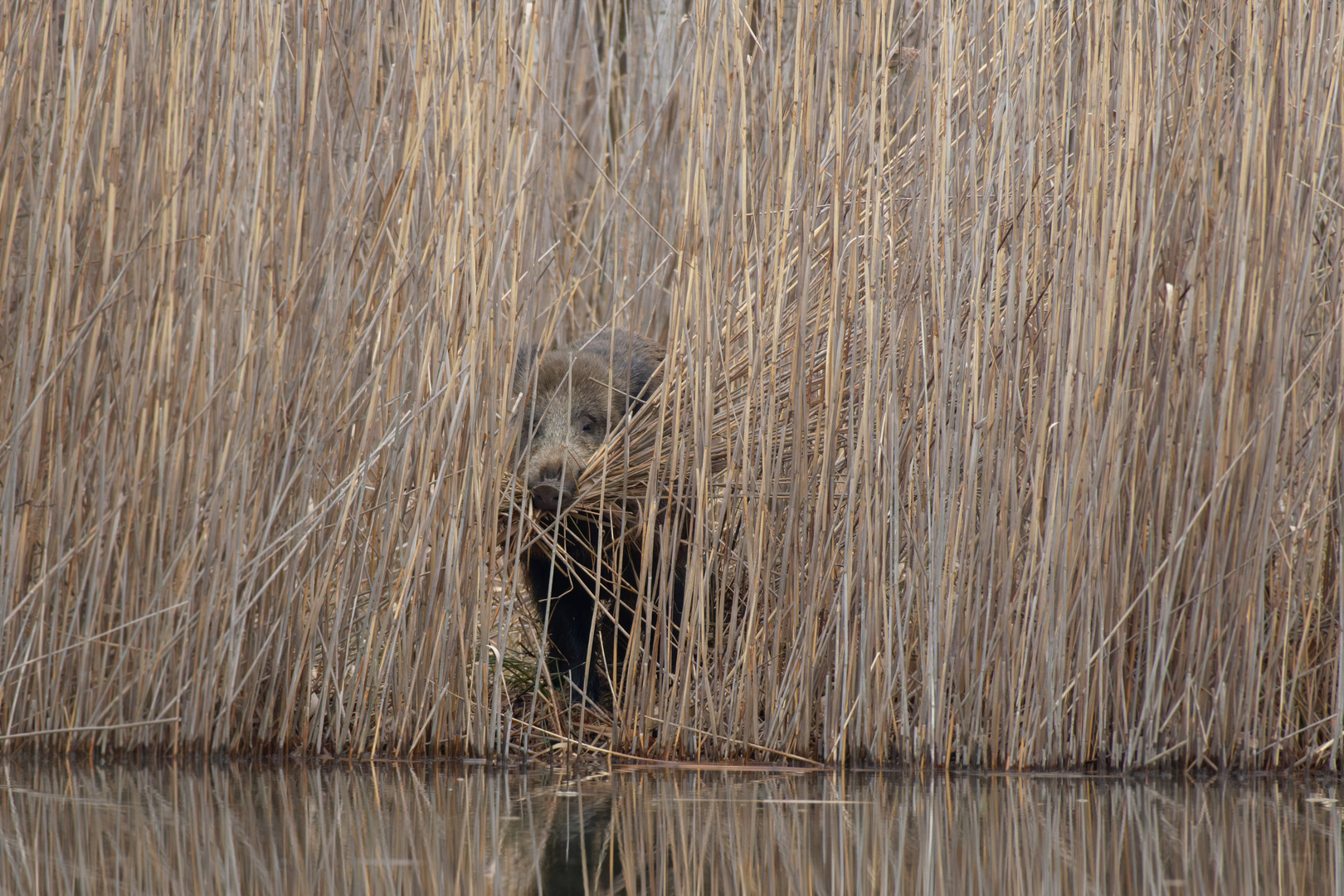 Wildschwein (Sus scrofa) beim "Nestbau"  ( Wurfkessel)