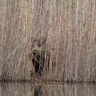 Wildschwein (Sus scrofa) beim "Nestbau"  ( Wurfkessel)