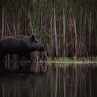 Wildschwein (Sus scrofa)