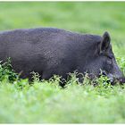 Wildschwein ( Sus scrofa)