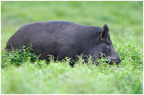 Wildschwein ( Sus scrofa)