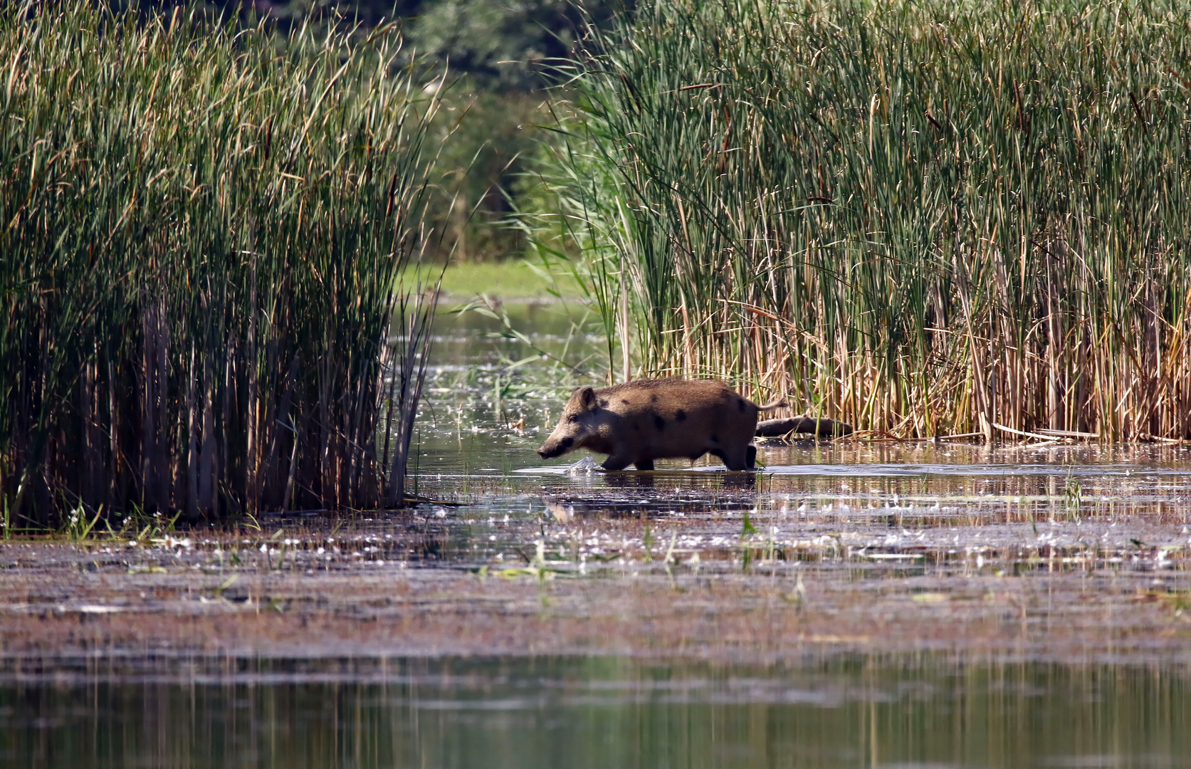 Wildschwein ( Sus scrofa )  im Wasser