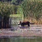 Wildschwein ( Sus scrofa )  im Wasser