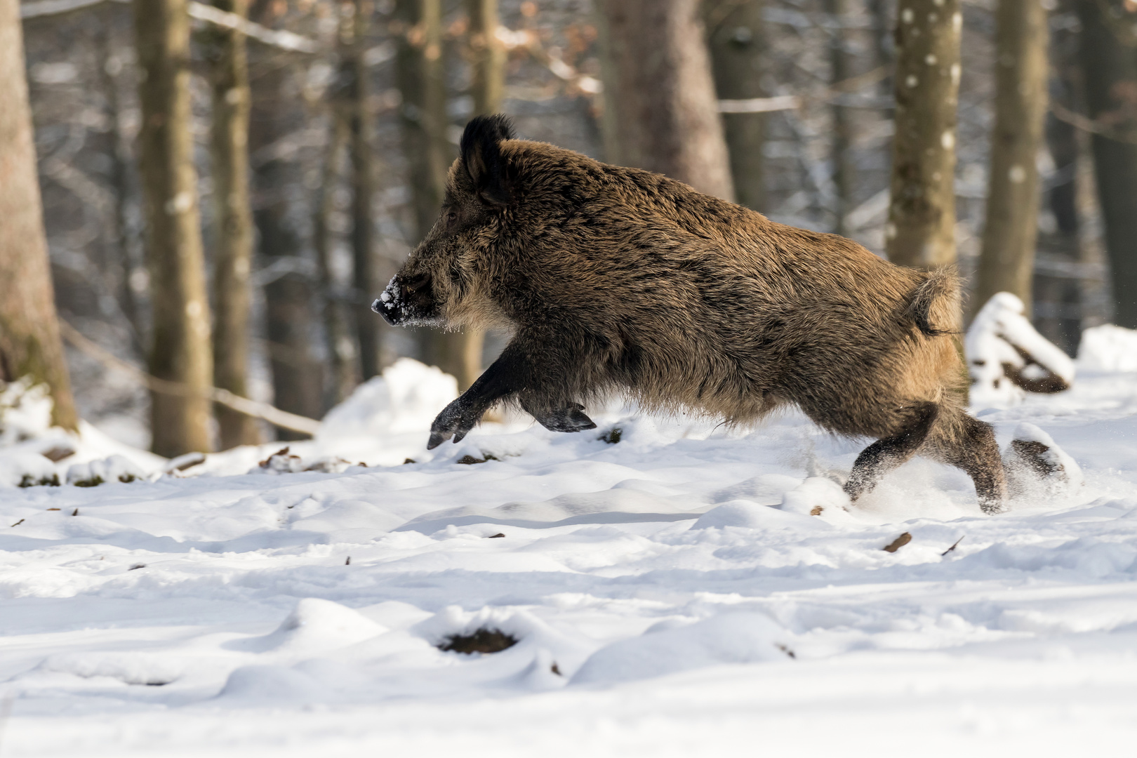 Wildschwein (Sus scrofa) Keiler 4792