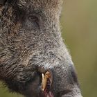  Wildschwein (Sus scrofa) Keiler Portrait Copyright Josef Limberger 