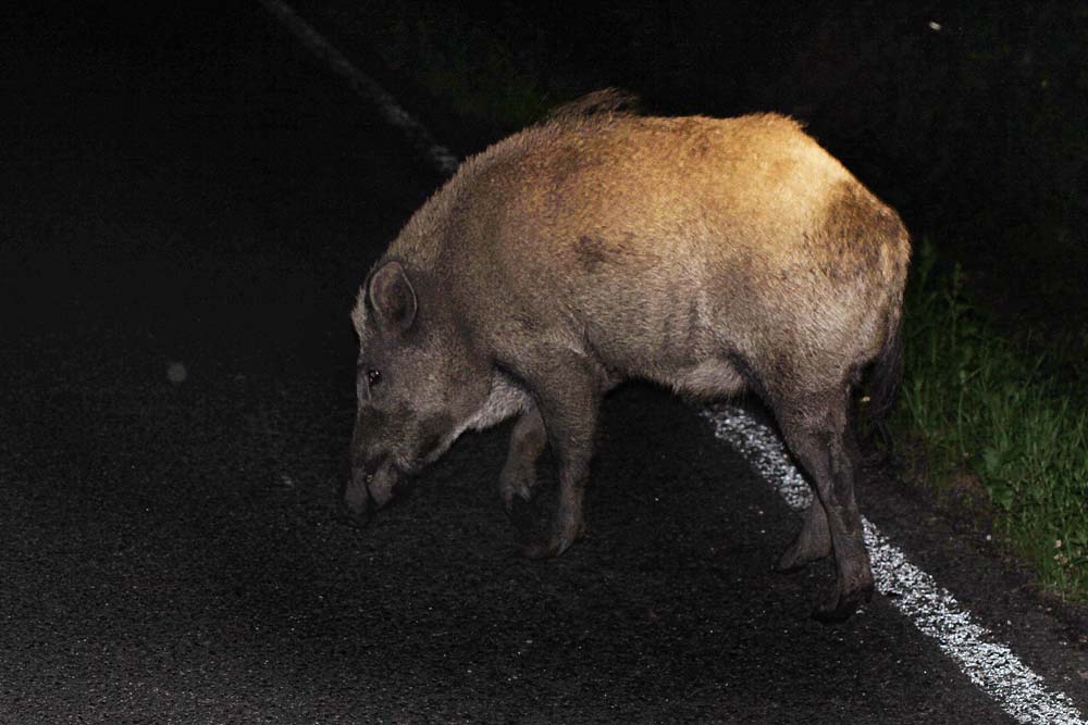 Wildschwein (Überläufer) mitten auf der Straße