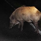 Wildschwein (Überläufer) mitten auf der Straße