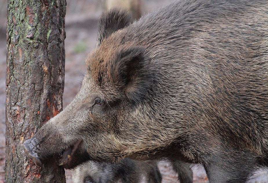 Wildschwein - Verbiss, so entsteht er