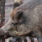 Wildschwein - Verbiss, so entsteht er