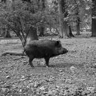 Wildschwein Version 1.0