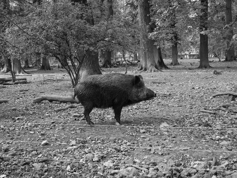 Wildschwein Version 1.0