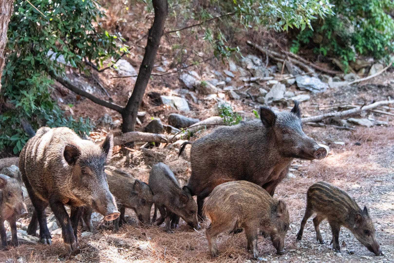 Wildschwein-Wächter des Waldes