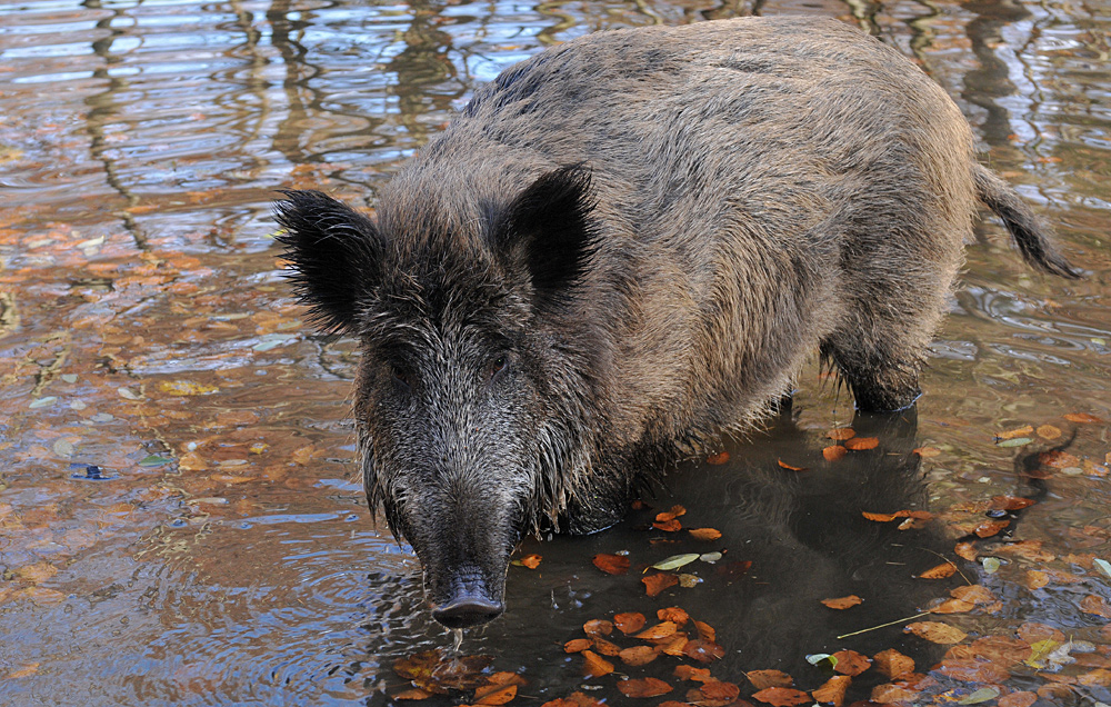 Wildschwein – Wasser 01