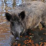 Wildschwein – Wasser 01