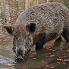 Wildschwein – Wasser 03