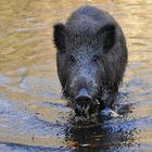 Wildschwein – Wasser 04