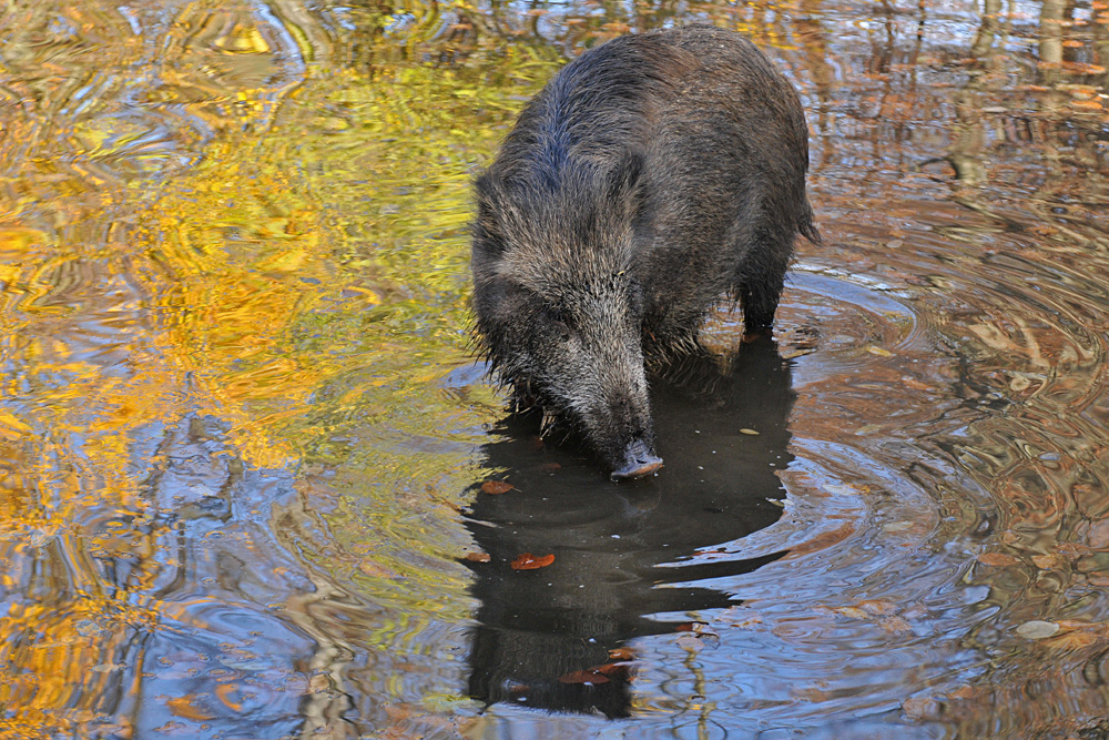 Wildschwein – Wasser 05