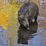 Wildschwein – Wasser 05