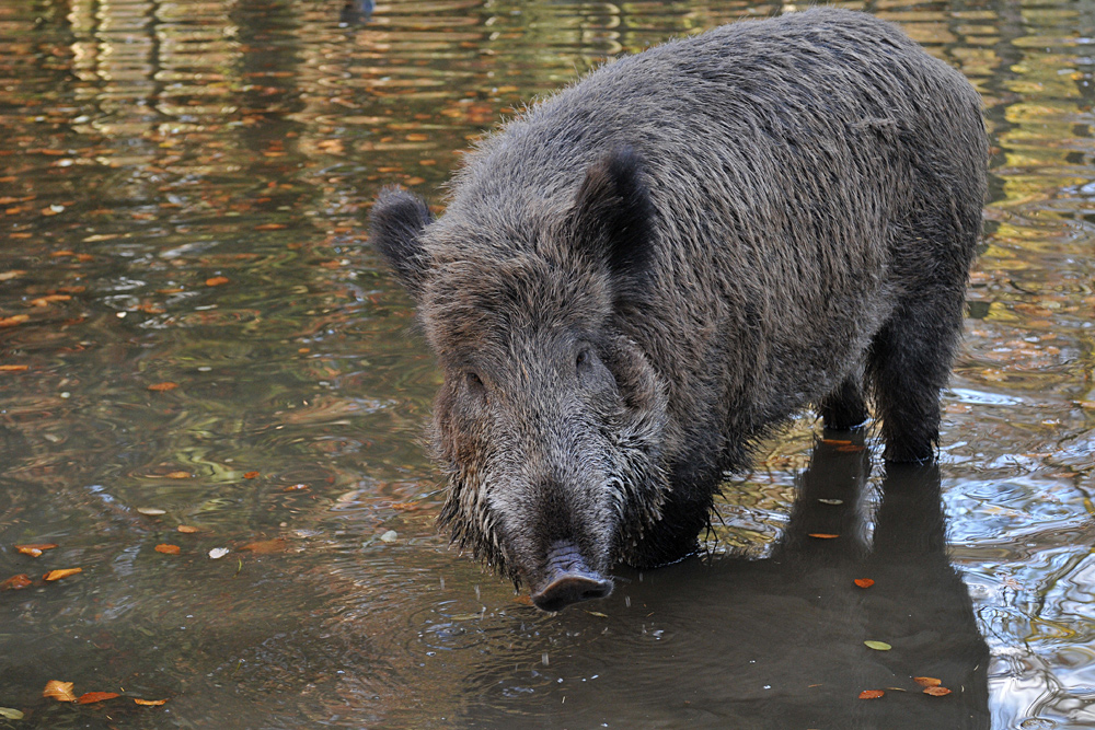 Wildschwein – Wasser 06