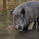 Wildschwein – Wasser 06