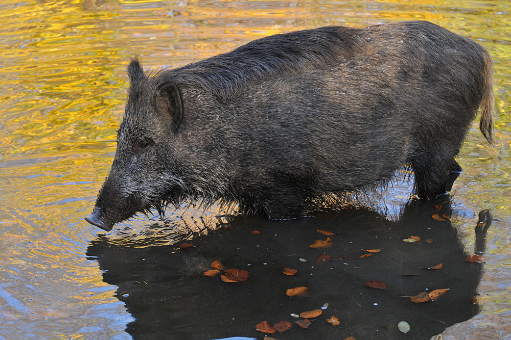 Wildschwein – Wasser 07