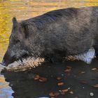 Wildschwein – Wasser 07